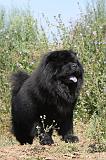 CHOW CHOW 145